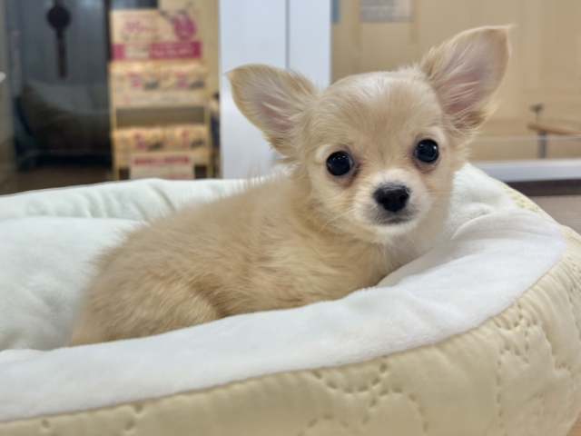 もじもじ嬉しくてついつい出ちゃうのっ♡チワワくん！