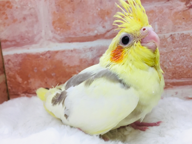 パイドカラーのオカメちゃんがやってきましたよ～💛♥💛♥💛♥　オカメインコ