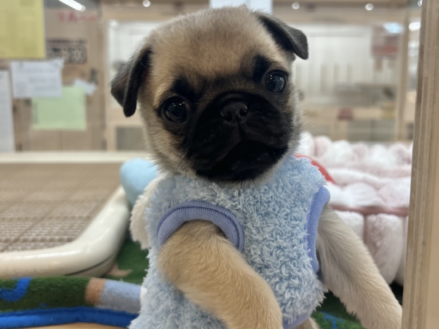 2頭身のちっちゃな怪獣〜♥パグくん！