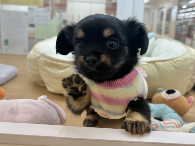 人への愛が止まりません！！チワックスちゃん！