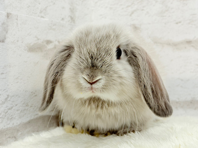 動くもふもふのぬいぐるみ🐰🍼ホーランドロップ(スクワレル) 男の子