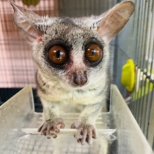 最新動画・画像ありꉂꉂ🙊💓　ぱっちり大きな目👀丸い大きな耳👂が可愛すぎます😍ショウガラゴの男の子！！