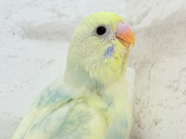 【最新画像更新🪄】ふんわりイエローとおしゃれエメラルド🪅セキセイインコ(パステルカラーレインボーパイド) ヒナ
