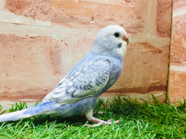 💙💙セキセイインコ(スパングル)💙💙