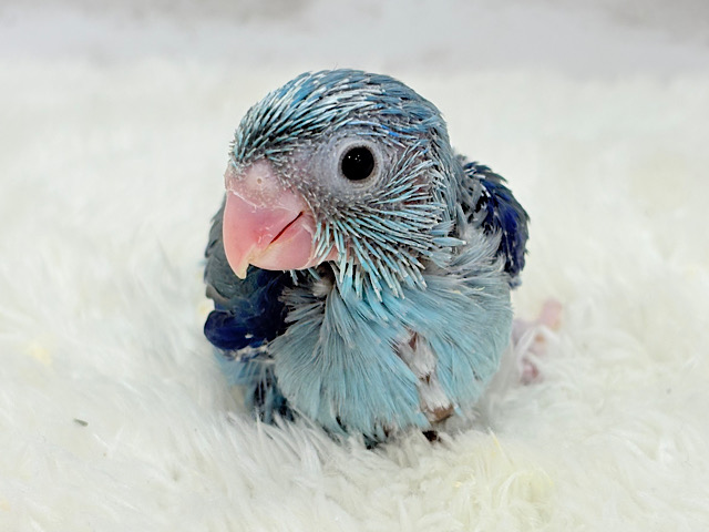 【最新画像更新🪄】わた毛怪獣の大行進🦕💨))マメルリハ(ブルー)男の子 ヒナ