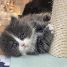 その甘え方反則〜！！ミヌエットくん！