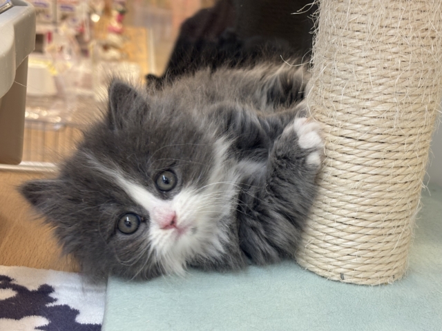 その甘え方反則〜！！ミヌエットくん！