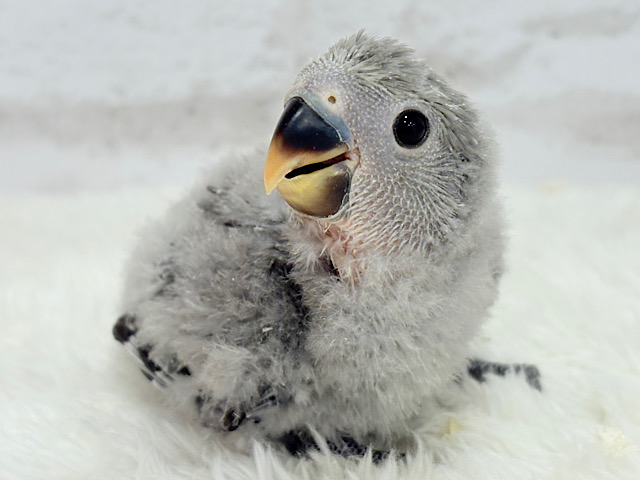 どこから見ても可愛いのっ🐣💖コザクラインコ(モーブ) ヒナ