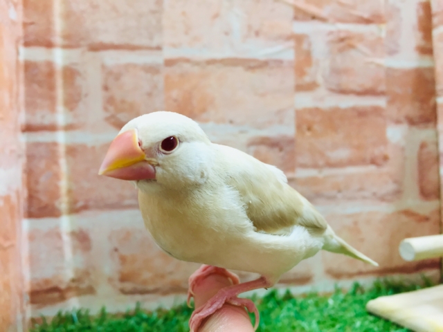 久々入舎！！クリーム文鳥さんがやってきましたよ～💗💗💗