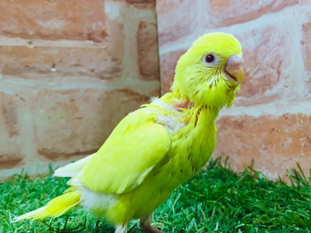 明るい黄色が魅力的🌟🌟　セキセイインコ（ルチノー）