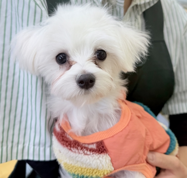最新📷天真爛漫！マルチーズくん！