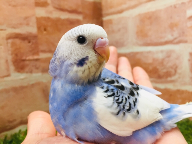 とってもきれいな青空カラー💙💙💙　セキセイインコ（パイド）