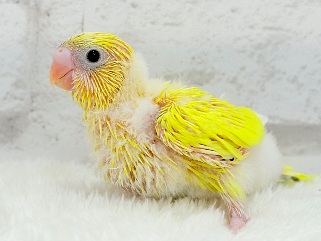 ひよこ界のアイドルちゃん🐣🫧セキセイインコ(黄色ハルクイン) ヒナ