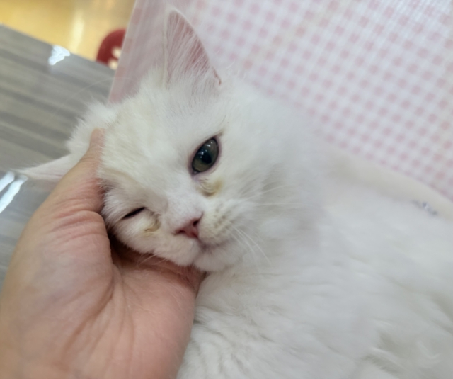 最新📷きゅんきゅんさせちゃう！ラガマフィンくん