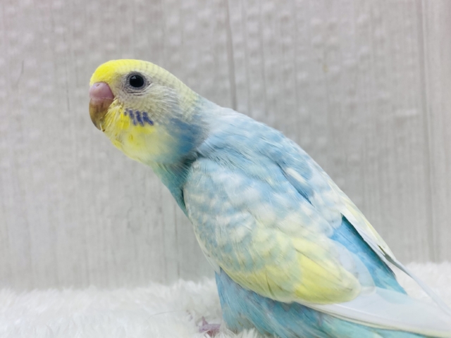 最新画像有ります‼️あわあわ〜な雰囲気に包まれちゃう💓セキセイインコのパステルレインボー🌈