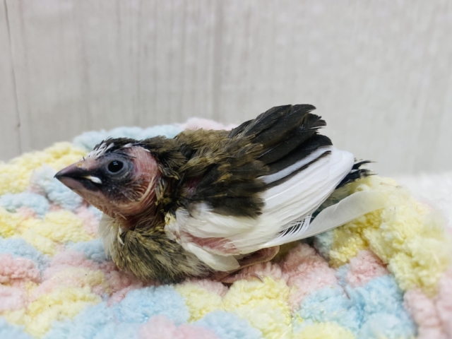 ちょこんとサイズを独り占め💝十姉妹ヒナやってきた‼️