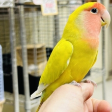 【⭐️最新画像更新⭐️】💛💛💛コザクラインコ（シナモン）💛💛💛