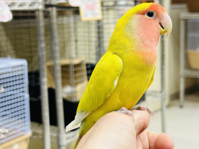 【⭐️最新画像更新⭐️】💛💛💛コザクラインコ（シナモン）💛💛💛
