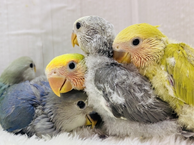 ラブ💝バード コザクラインコフェア開催中❣️