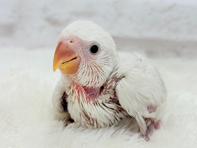 淡々🫧ふんわり🪽コザクラインコ(パリドオパーリンバイオレット) ヒナ