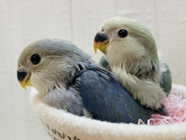 ‪あと一羽！！💚グリーンvsブルー💙コザクラインコどちらのブルーチェリーがお好みですか？