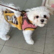 2/28最新🎥あまえんぼガール🤍マルチーズちゃん　2025年8月22日生まれ　女の子１