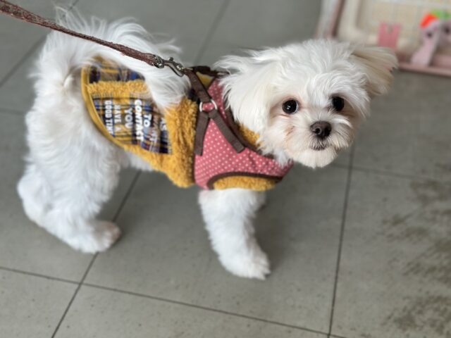 2/28最新🎥あまえんぼガール🤍マルチーズちゃん　2025年8月22日生まれ　女の子１