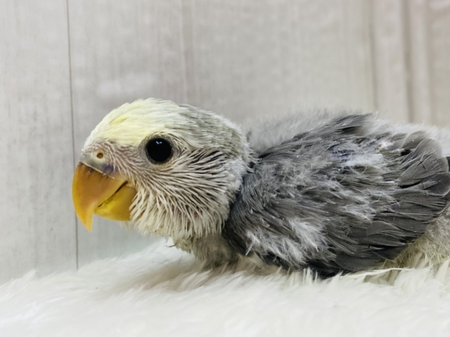 シックな色が魅力的🩶パッチリおめめが可愛すぎる❗️コザクラインコのモーブパイド⭐️