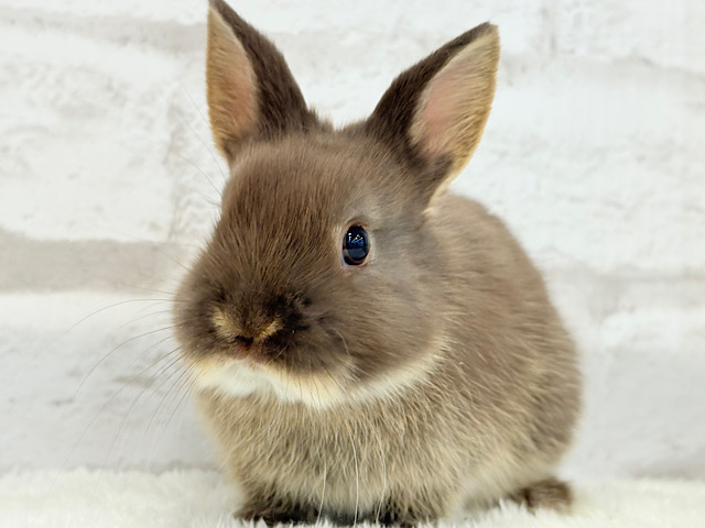 甘々チョコレート🐰🍫ネザーランドドワーフ(チョコレートオター)女の子