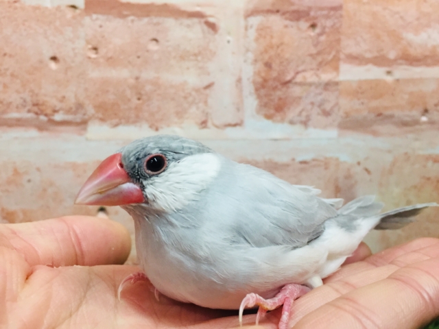 【☆最新画像更新☆】大人気！！シルバー文鳥さんがやってきましたよ～✨✨