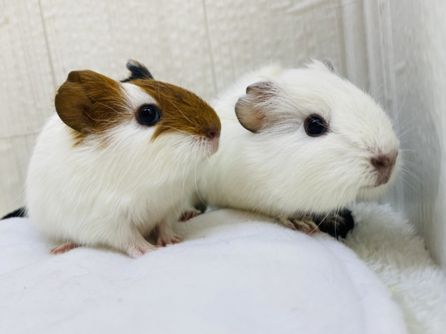 プィプィ🥕モルモットフェア開催中🎉