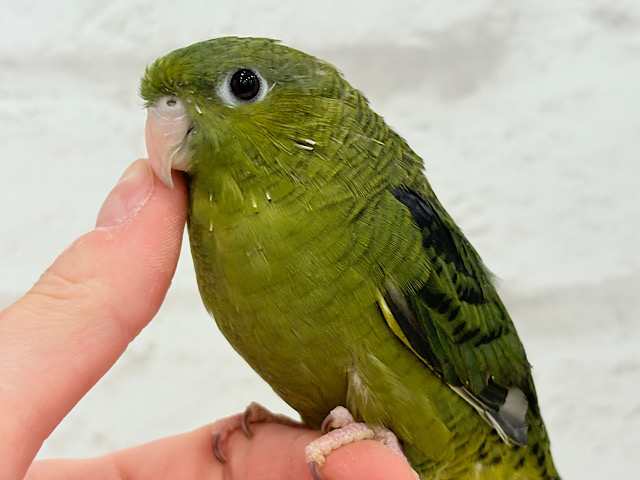 ゆっくりまったり心を開くよ🦜🚪 ̖́-サザナミインコ(ダークグリーン) 女の子