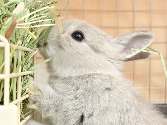 【最新画像更新🪄】可愛すぎて胸きゅん止まりません♡ネザーランドドワーフ(スクワレル) 女の子