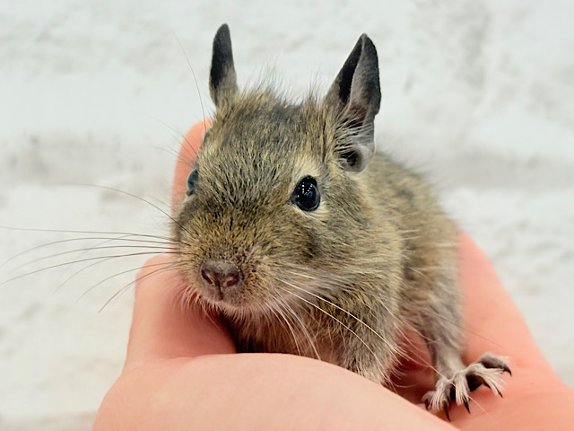 可愛すぎアイドル🐭💐💖デグー(ノーマル) 男の子