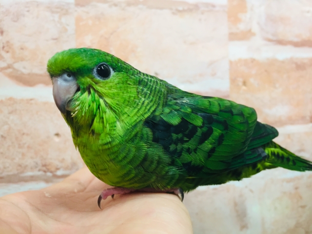 【⭐︎最新画像更新⭐︎】サザナミインコさんがやってきましたよ～💚💚　（ノーマル）