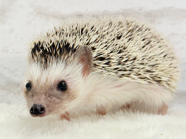 元気いっぱい‪☆歩くの大好き‪☆ハリネズミ(パイド)女の子