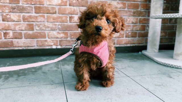 2/28最新🎥なでなで大好きなあまえんぼガール❤️2025年11月8日生まれ　女の子