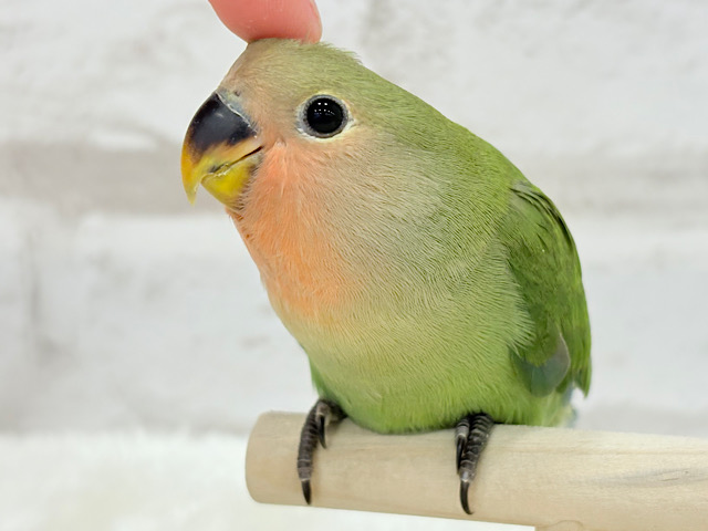 【最新画像更新🪄】もっちもちのよもぎ餅〜🍡🍵コザクラインコ(ノーマル) ヒナ