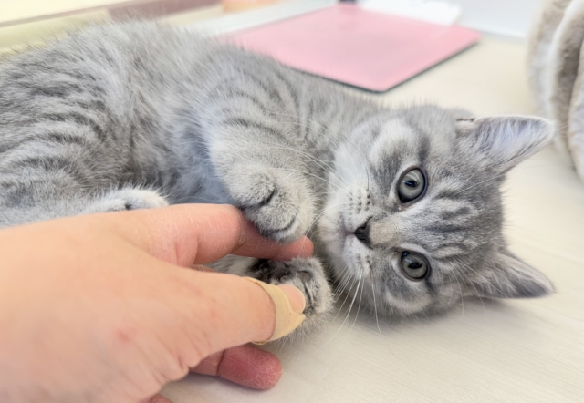 最新📷まんまるお顔！可愛すぎるスコティッシュ来ました❣️