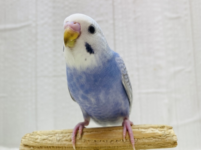 最新画像有ります❗️クールにキメちゃうよ✨✨セキセイインコのスパングル💜