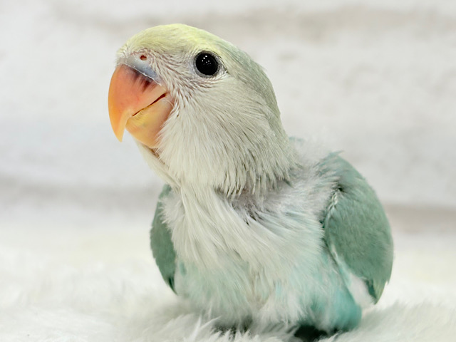 【最新画像更新🪄】フレッシュ青リンゴ🐣🍏コザクラインコ(ブルーチェリーパイド) ヒナ
