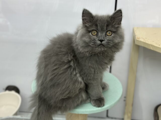 3/22最新🎥甘々なブルーのミヌエットちゃん💙2025年11月22日生まれ　男の子