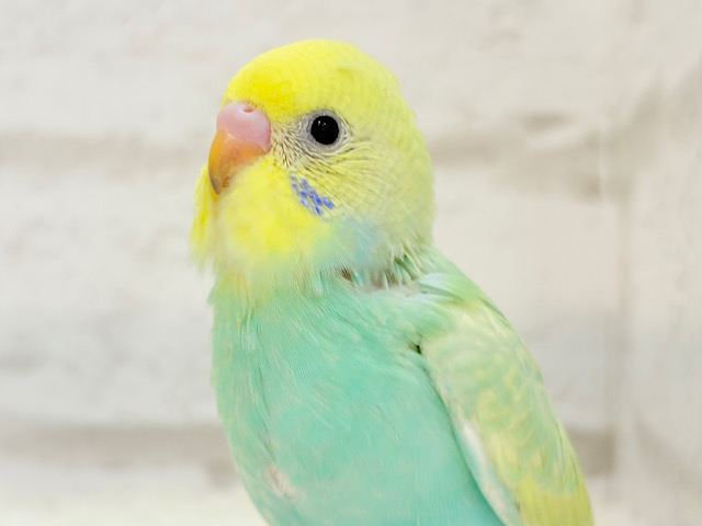 【最新画像更新🪄】弾ける🫧ホッピングシャワー🐣🪅セキセイインコ(パステルカラーレインボー) ヒナ