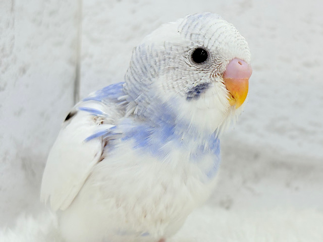 【最新画像更新🪄】みんな違う、オンリーワンの羽模様🐣🪶セキセイインコ(パイド) ヒナ