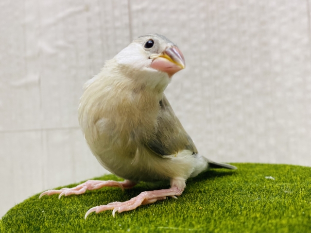 最新画像有ります⭐️淡くて美しい✨人気上昇中のアゲイト文鳥さん❤️