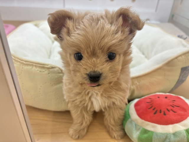 ボクのことみんな褒めてくれる♡チワプーくん！