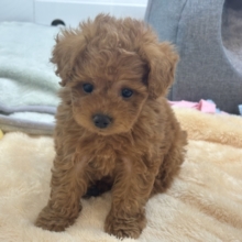 尻尾が止まりませ〜〜〜ん！トイプードルくん！