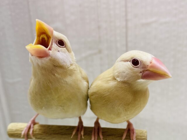 最新画像有ります‼️ミルクティーのホットで温まってね🔆シナモン文鳥❤️