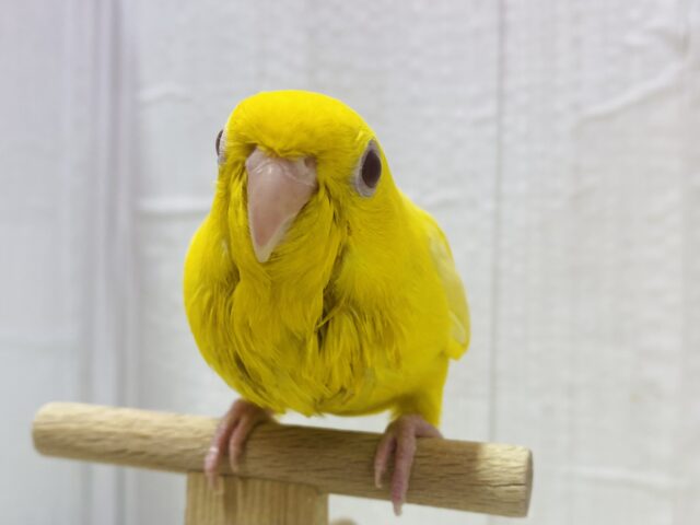 最新画像有ります❗️ピッカピカに輝くよ〜✨メロメロ注意のサザナミインコやってきた‼️