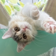 目元の模様がチャームポイント♥サイベリアンちゃん！